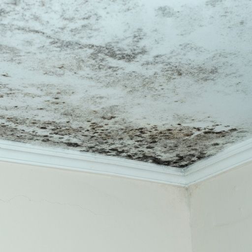 can steam kill mold