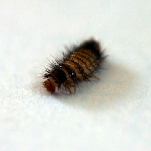 Does Steam Cleaning Kill Carpet Beetles? | Steamer Advice