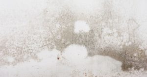 Does Steam Kill Mold? Steamer Advice for Mold Removal