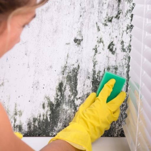 does steam kill mold and mildew