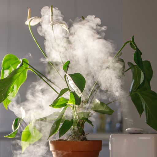 diffuser vs humidifier for plants