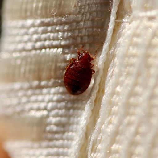 can bed bugs live in memory foam pillow