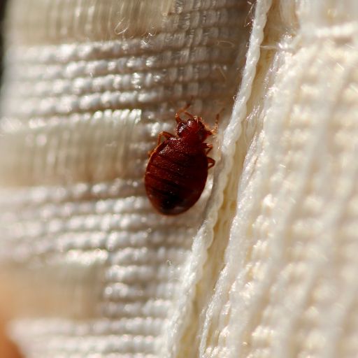 Can Bed Bugs Live in Memory Foam? (Tips for Mattress Owners)