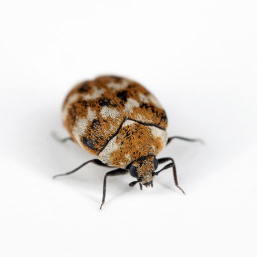 carpet beetle