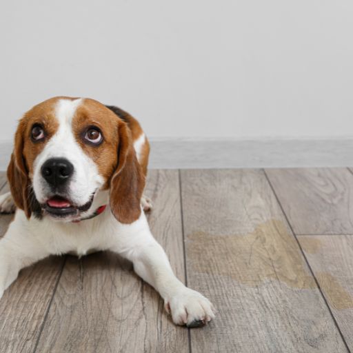 beagle dog and urine on a laminate floor