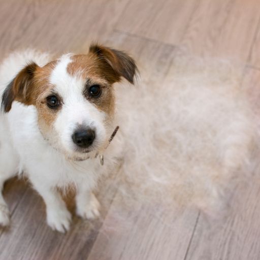 dog hair on a laminate floor